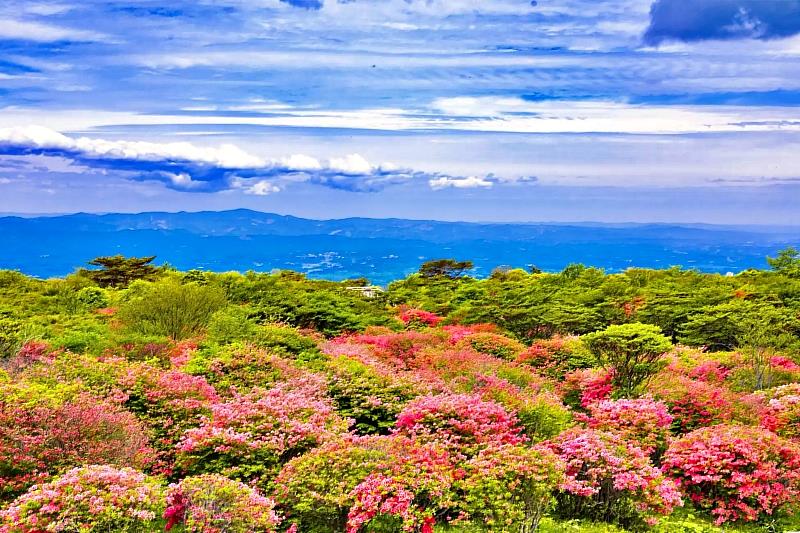 香之風景100選 栃木八幡杜鵑園地杜鵑綻放