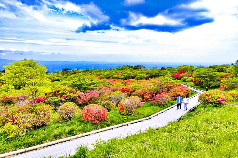 八幡杜鵑花園位於海拔約1,100公尺的那須高原湯本地區，被環境省選為「香之風景100選」和「栃木縣風景100選」之一。