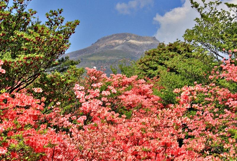 在八幡杜鵑群落中，從5月下旬到6月下旬，紅色、粉紅色和白色的杜鵑花依次盛開。尤其是5月下旬盛開的豔紅杜鵑花，與新綠形成了鮮明的對比，令人屏息。