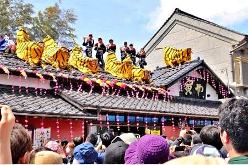 爬到屋頂上的老虎們在強風中起舞是活動賣點之一。