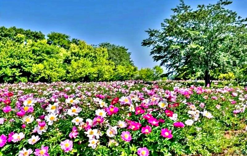 日本人也十分珍愛牡丹花，據傳牡丹是奈良時代（西元724-744年）空海和尚從中國帶回日本作為藥用栽培，在平安時代日本貴族階級流行穿著牡丹色的衣裝。