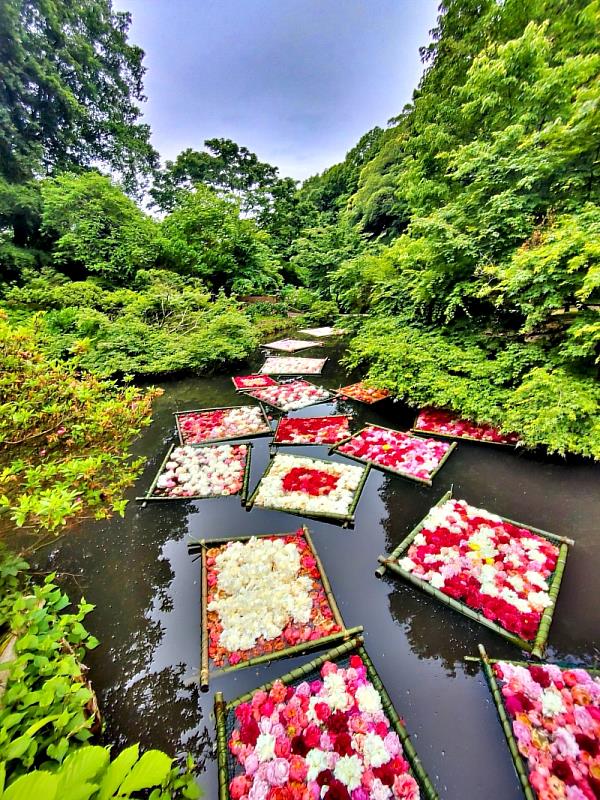 全世界最大的牡丹、芍藥庭園 日本茨城縣「筑波牡丹園」