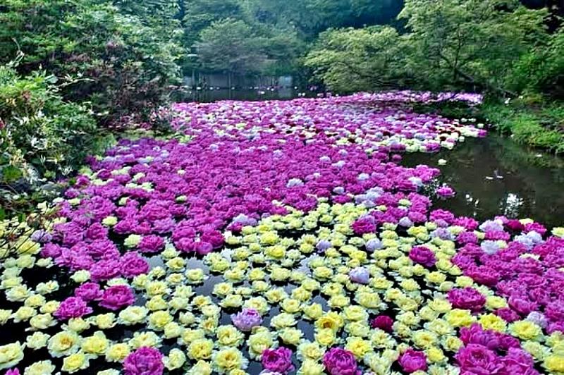 園區內種植有800種、6萬株的牡丹花與芍薬，品種繁多，其中更有數株已150年、120年的長壽牡丹古株及珍貴的品種