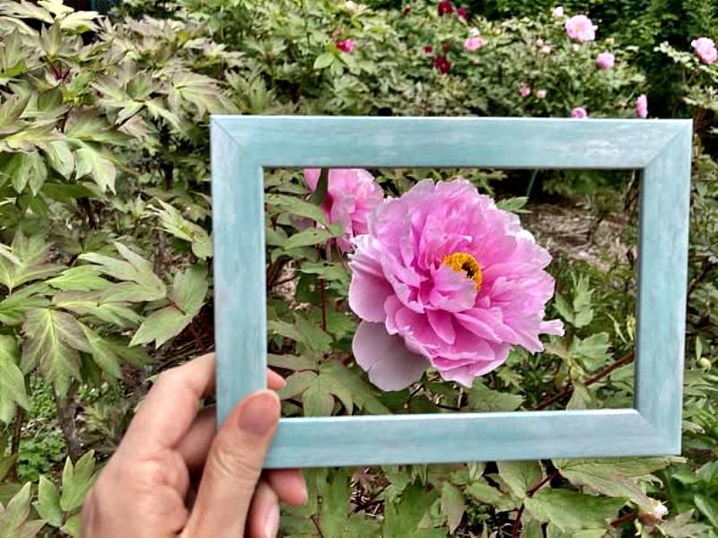 牡丹花妖豔的姿態也常被作為陶瓷器、服飾的花樣，文人墨客為之作詩，在「枕草子」就有許多關於牡丹的文學作品，更以「立如芍藥、座如牡丹、歩行之姿如百合之花」形容美麗優雅的女性。