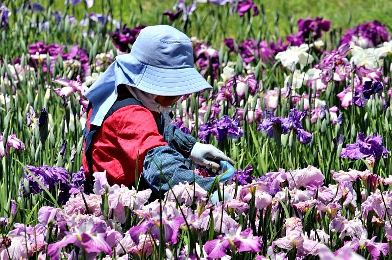 菖蒲園植有800種300萬株的鳶尾、杜若、菖蒲，其品種數量為東北地區之最。