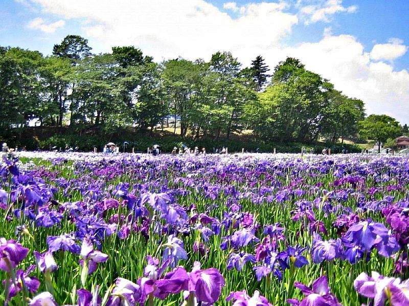 日本3大史跡「多賀城跡菖蒲祭」 宣告初夏來臨