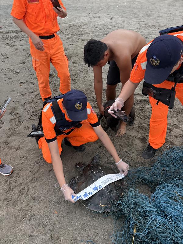杉原灣海龜遭漁網纏困 海岸巡邏員即刻救援