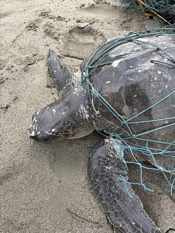杉原灣海龜遭漁網纏困 海岸巡邏員即刻救援