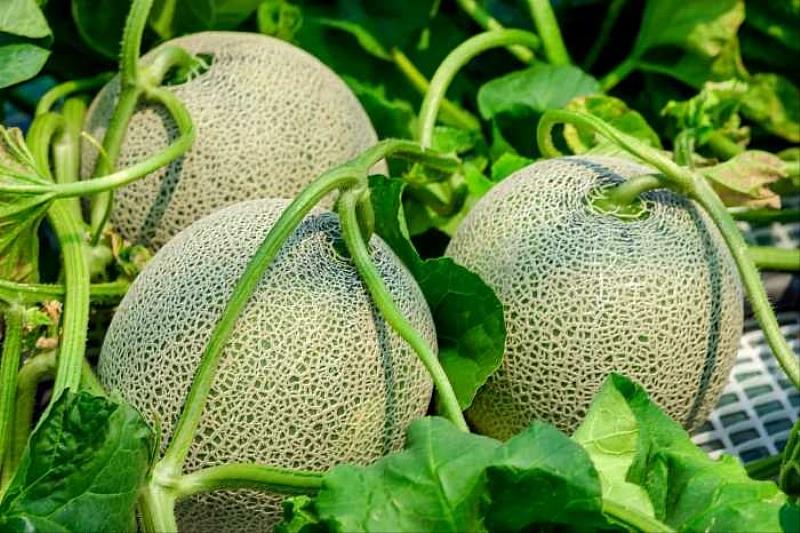 茨城縣的哈密瓜品種很多，5月至6月是安第斯哈密瓜的豐收季節，9月至10月則是阿魯斯哈密瓜的季節，阿魯斯哈蜜瓜也被稱為麝香哈蜜瓜，是頂級哈密瓜的代表，無論是外觀、肉質、味道、香味都是最高等級。