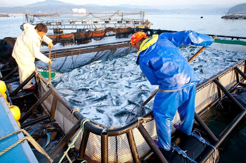 南三陸町以銀鮭養殖發源地而聞名，自1975年在志津川灣開始養殖。