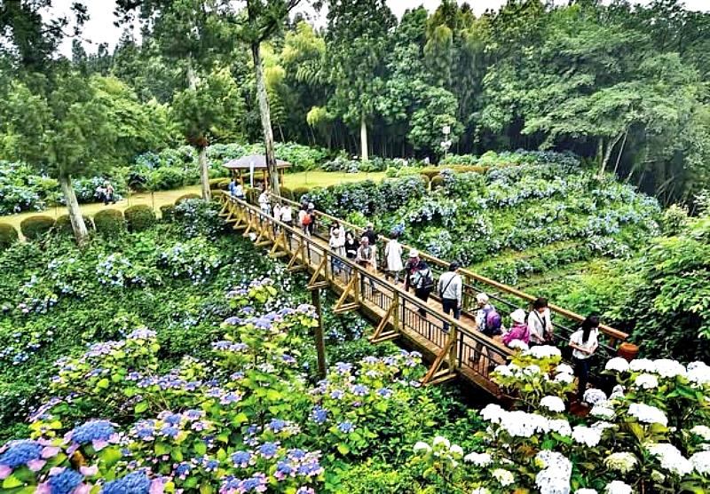 初夏限定「芭蕉之里 黑羽繡球花祭」