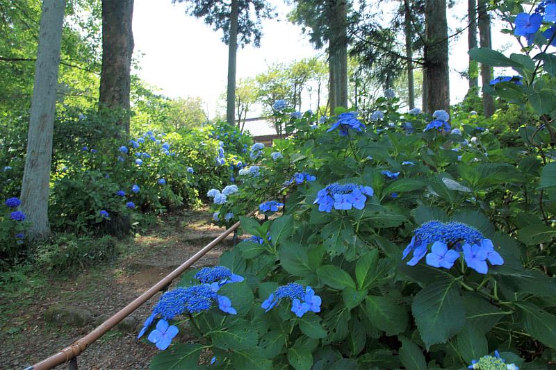 在往浄法寺桃雪邸跡的路上現在也開滿了繡球花。