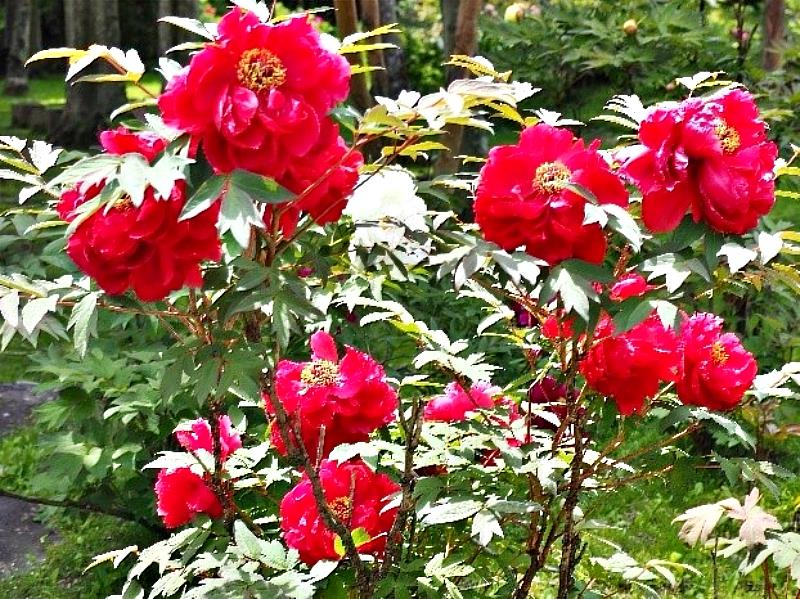 妙雲寺的牡丹除了紅色、白色、紫色、黃色、粉色之外，還有罕見的橙色牡丹，綻放出色彩斑斕、絢麗的花朵，裝點著妙雲寺的境內。