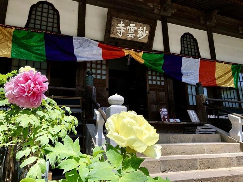 5月中下旬，是妙雲寺最為華美的季節，約3千株牡丹如繁星般在院落中次第綻放。