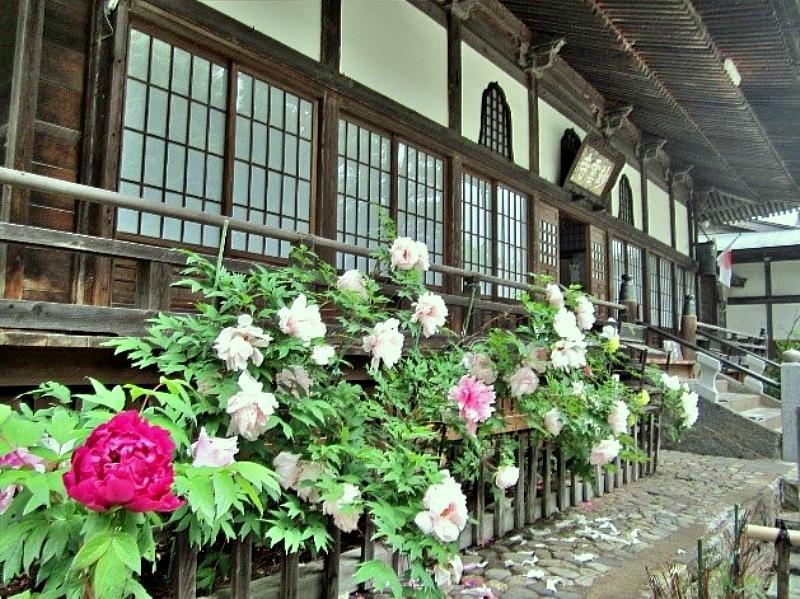 百花撩亂映古剎 鹽原溫泉牡丹祭