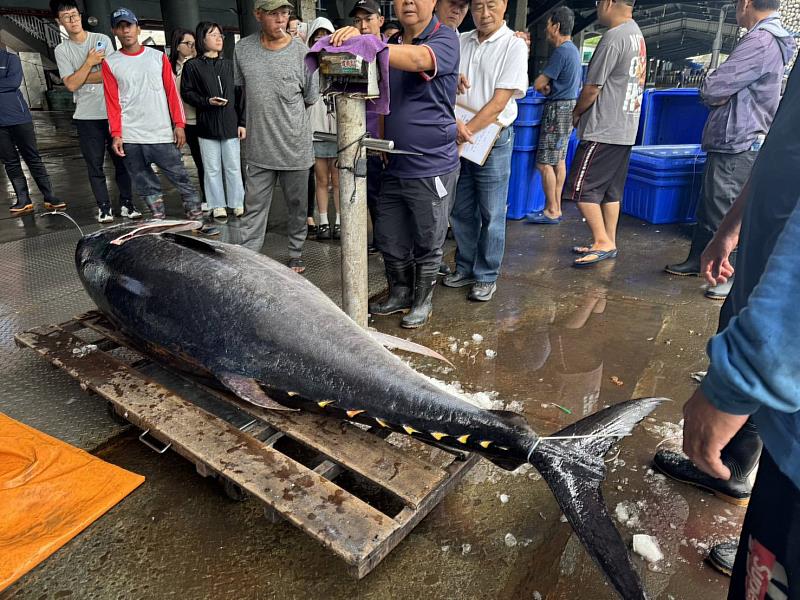 臺東黑鮪魚首尾彩頭 「盛泰豐號」漁船勇奪 縣府頒發20萬元獎勵