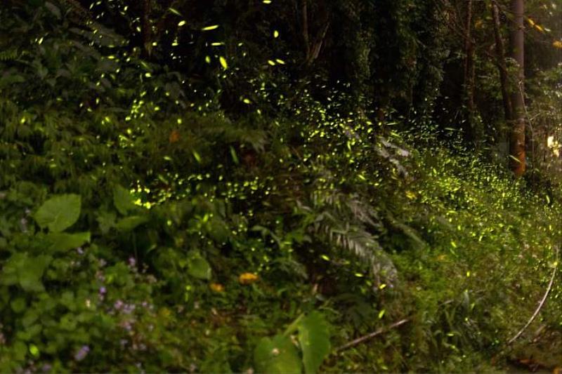 The Yunlin County Government has successfully protected five firefly breeding and habitat sites, including Huashan Debris Flow Education Park, Huashan Shanzhuhu Trail, Ganzhen Cage Firefly Viewing Area, Dahudi Firefly Viewing Area, and Master Chang's Ecological Black Tea Garden. This year, the fireflies have illuminated the entire mountain forest.