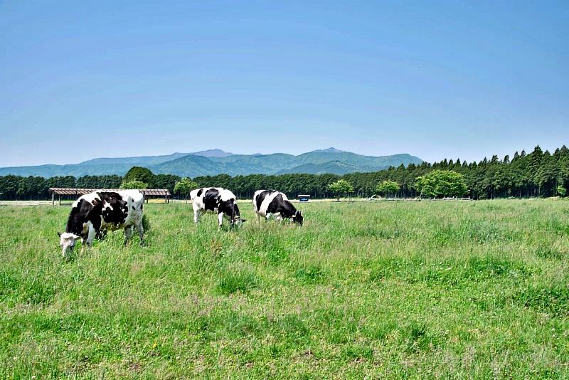 日本栃木縣那須千本松牧場 與自然共生的純淨牧場