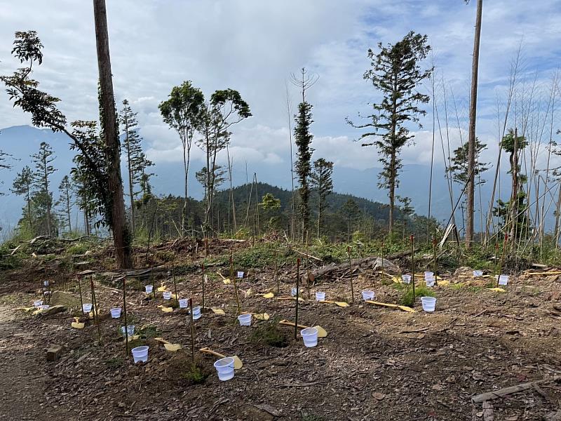 植樹地點位於阿里山地區，適地適木造林與撫育，兼顧國土保安、生態功能與林業永續利用。