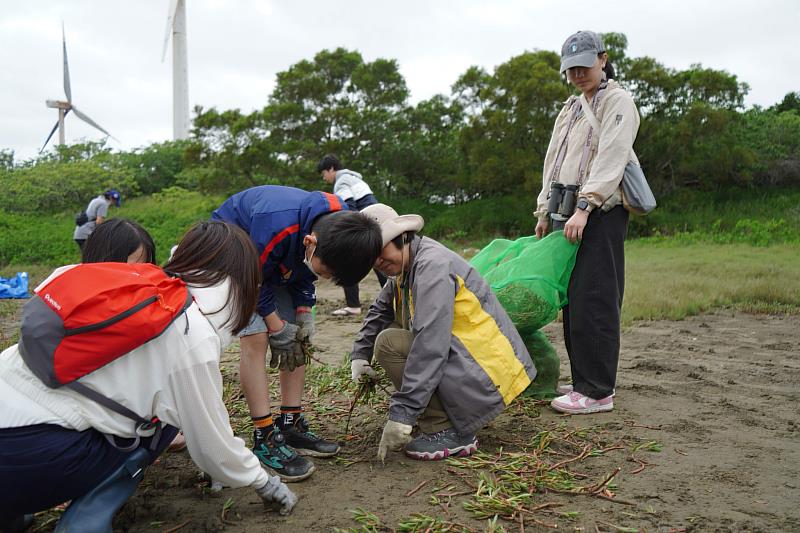 竹科企業親子團參與移除香山濕地外來種海馬齒，共同守護香山濕地棲地。