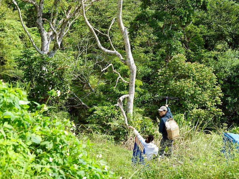 臺灣黑熊「伊比」野放後立即進行追蹤。