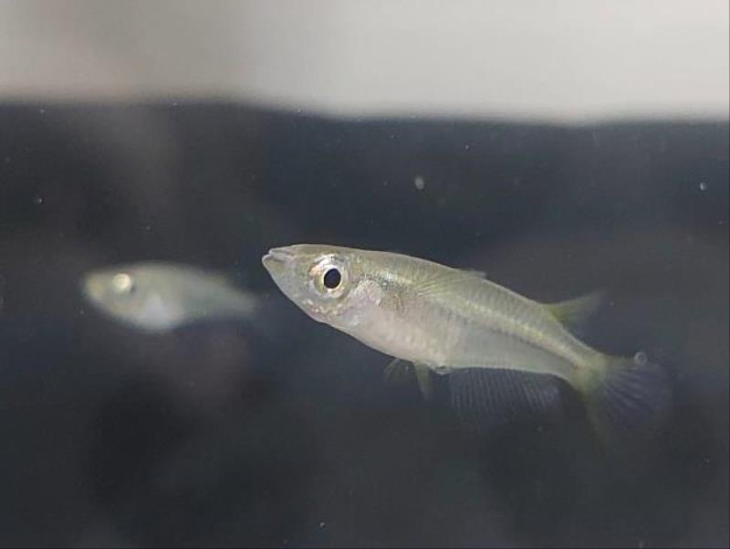 Chenglong ricefish of Chenglong Wetland