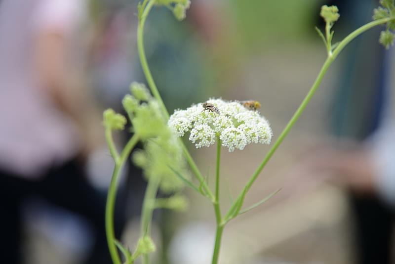 細葉零餘子開花。