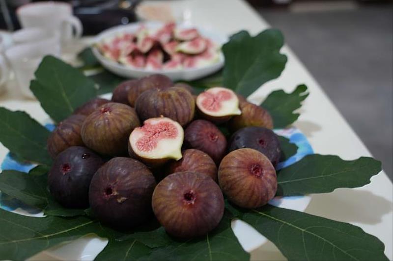 Smart technology has improved fig production quality, increasing the yield rate to 95%.