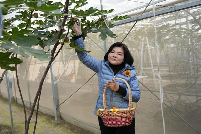 County Magistrate Chang Li-shan experiences fig harvesting.