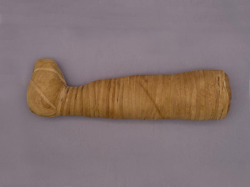 犬木乃伊<sup><sup>©</sup></sup> Museo Archeologico Nazionale di Firenze