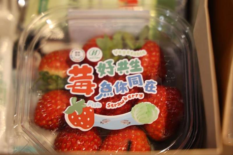 Through environmentally friendly cultivation and management methods, aquaponics-grown strawberries have a sweet taste, excellent appearance, and are competitive in the market.