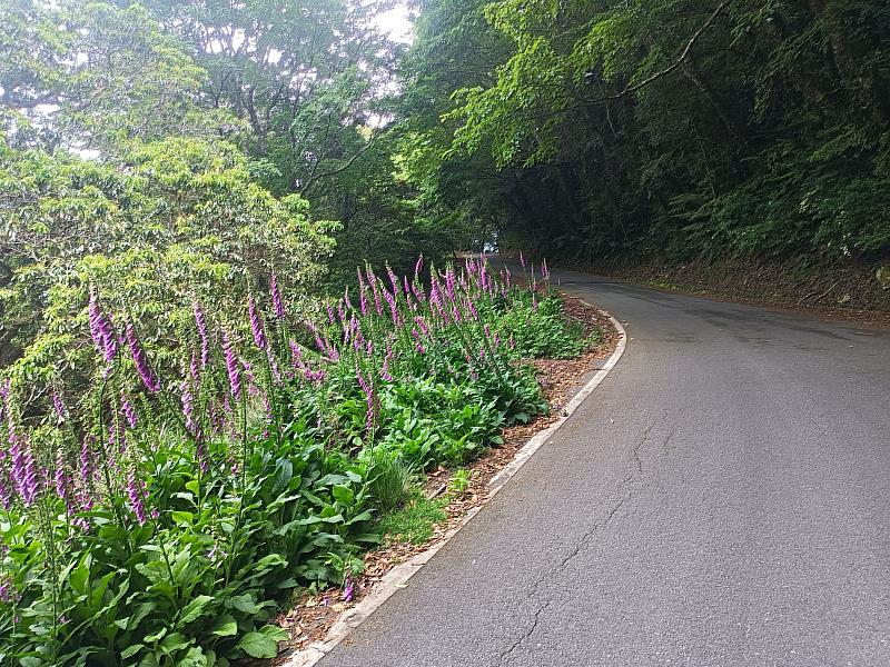 大雪山林道路旁毛地黃盛開情形。