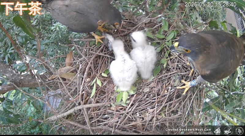中興大學鳳頭蒼鷹育雛24小時直播  兩萌鷹寶等餵食
