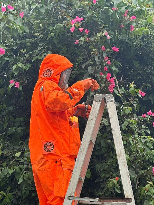 天氣轉熱蜂群活躍 台東縣府提醒民眾注意蜂螫安全