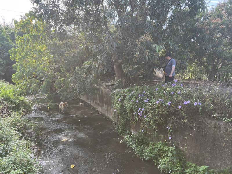 嚴懲棄養！嘉義縣家畜所開罰鬆獅犬飼主11萬元