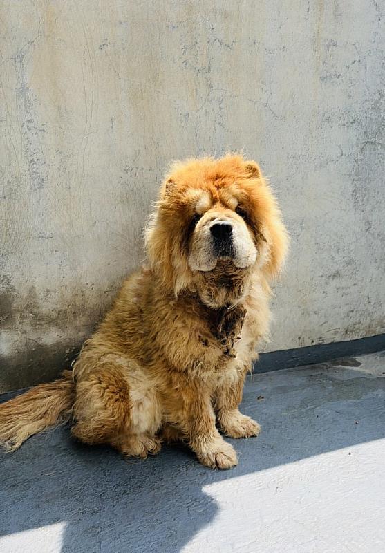 嚴懲棄養!嘉義縣家畜所開罰鬆獅犬飼主11萬元
