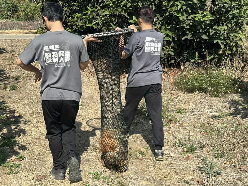嚴懲棄養！嘉義縣家畜所開罰鬆獅犬飼主11萬元