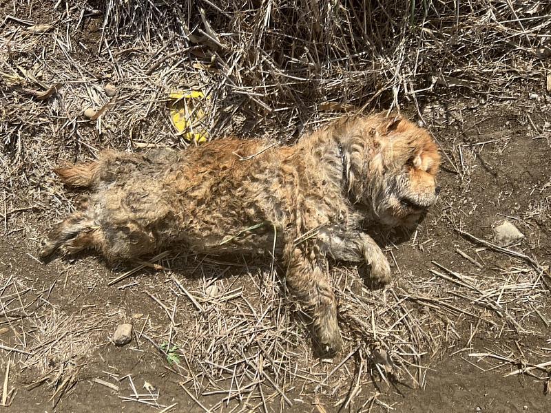 嚴懲棄養!嘉義縣家畜所開罰鬆獅犬飼主11萬元