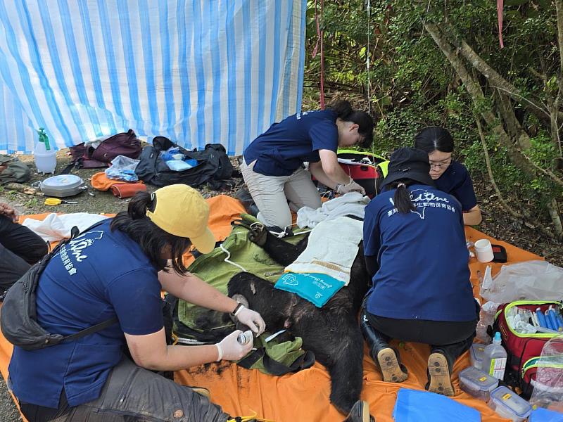 野灣野生動物保育協會進行傷肢處理。