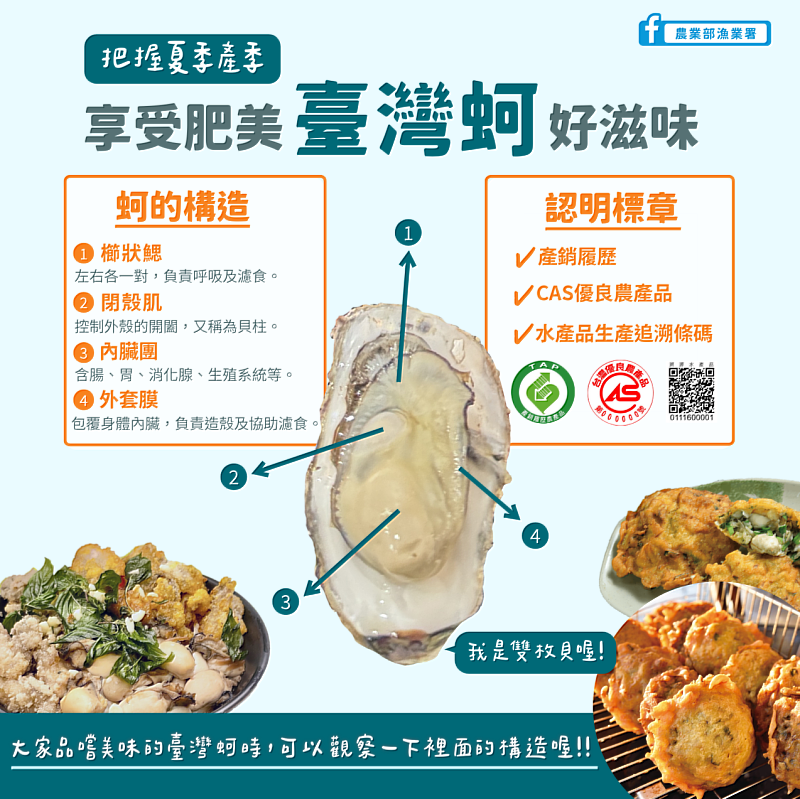 享受肥美臺灣蚵好滋味宣傳圖卡