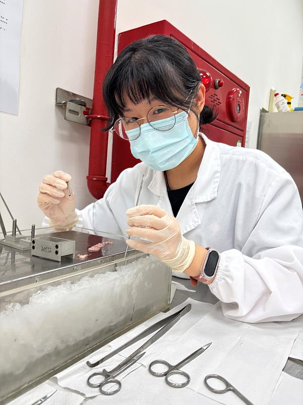 心理系學生林郁珺專注操作腦組織分離實驗。