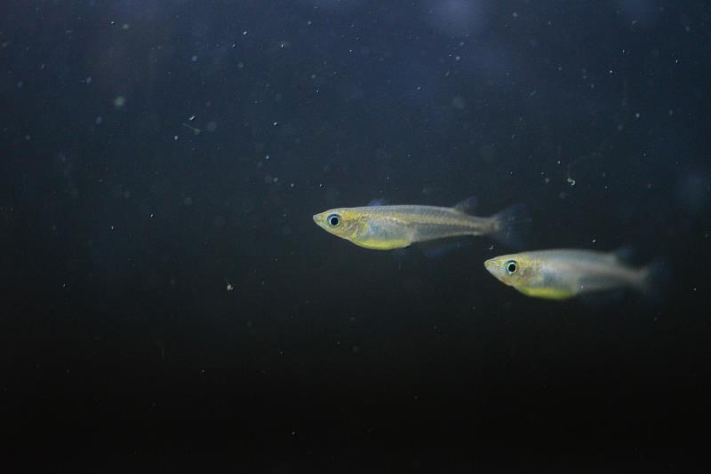 瀕危原生魚類「噶瑪蘭青鱂」。