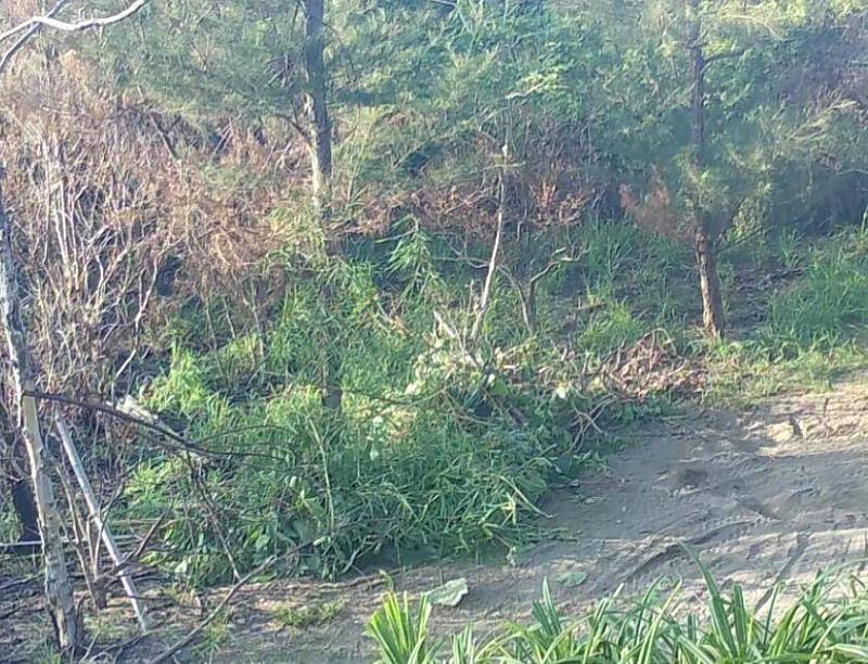 於2522號保安林棄置大量樹枝條、落葉及藤蔓情形。