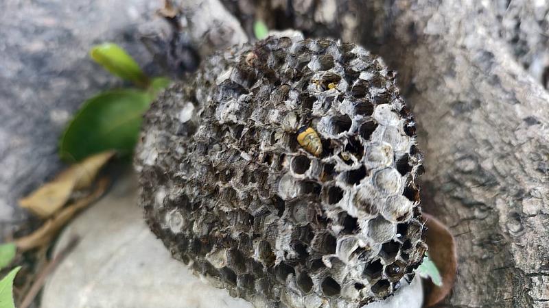 活水湖進入蜂類活動期，縣府加強巡查維護遊憩安全，呼籲民眾提高警覺。