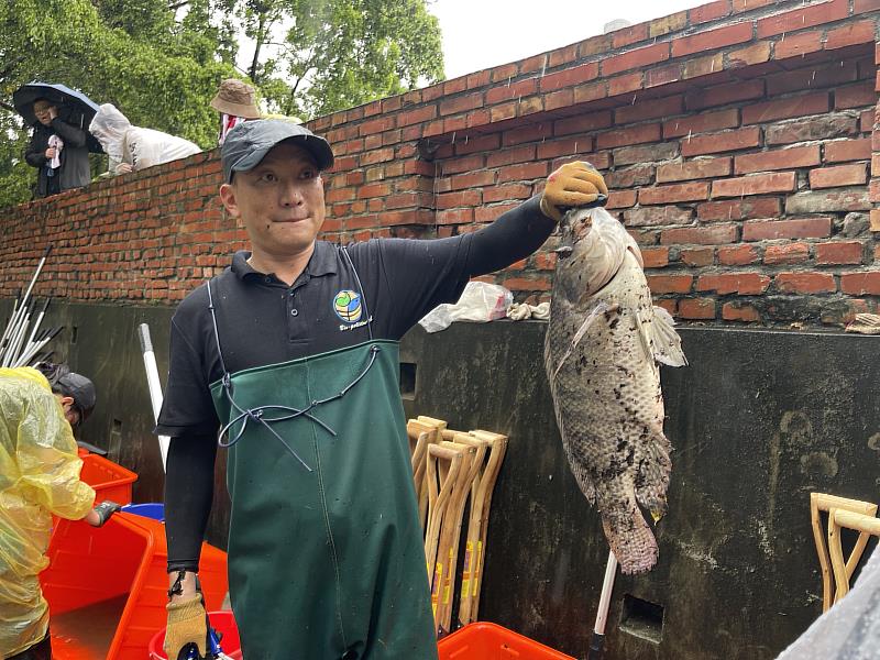 此次捕獲長約50公分的外來種吳郭魚。