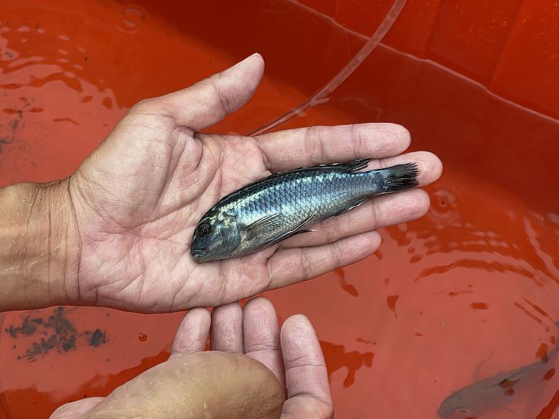 作為觀賞魚的麗魚科（原慈鯛科）魚類，研判應為民眾放生所致。