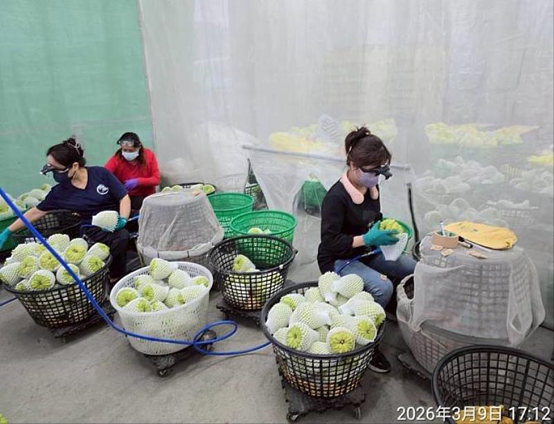 臺東鳳梨釋迦優良包裝廠評鑑揭曉 10家業者脫穎而出