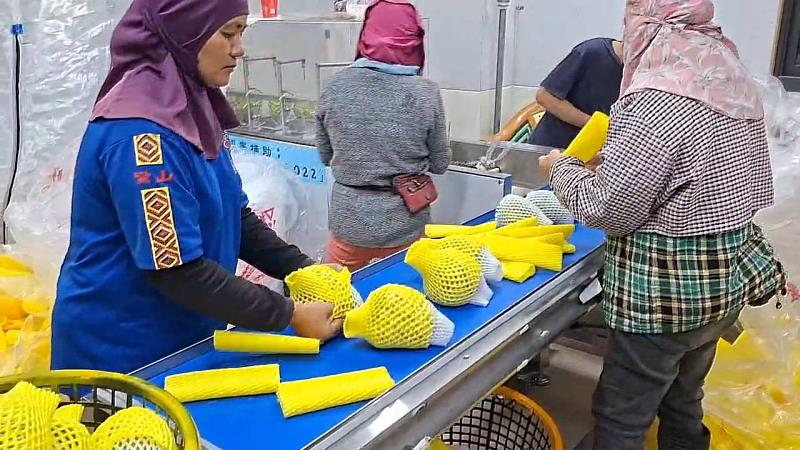 臺東鳳梨釋迦優良包裝廠評鑑揭曉 10家業者脫穎而出