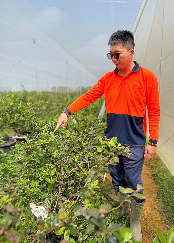 青農楊士藝在八卦山紅土臺地設置網室與以色列滴灌系統,克服梅雨、颱風與果實蠅等氣候挑戰。