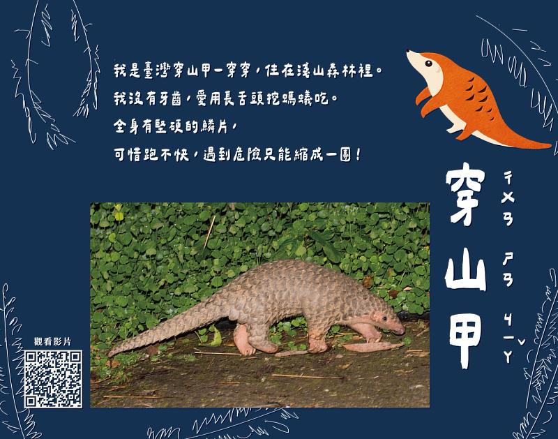 主角之穿山甲介紹。